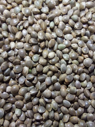 غذای سهره - متوسط